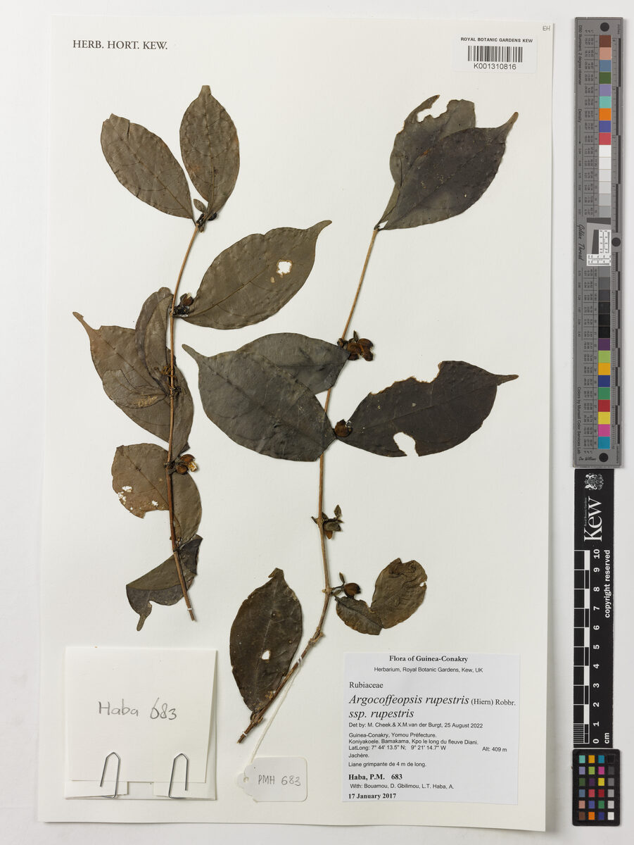 Argocoffeopsis rupestris — photo