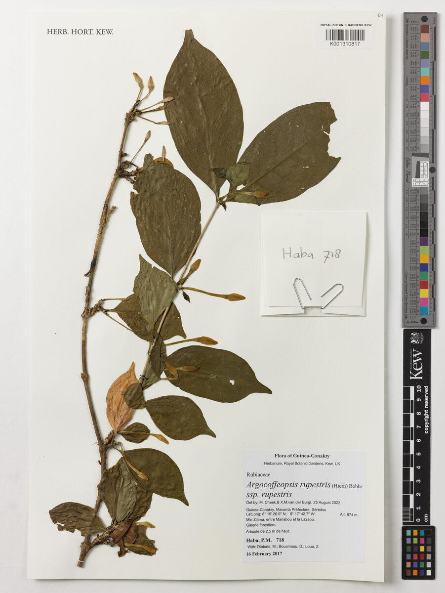 Argocoffeopsis rupestris — photo