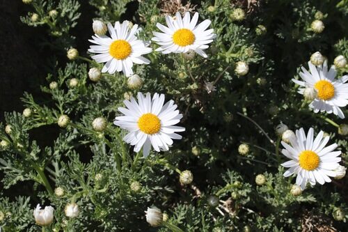 Argyranthemum foeniculaceum (Tenerife daisy) — photo