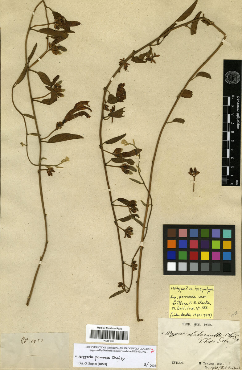 Argyreia pomacea