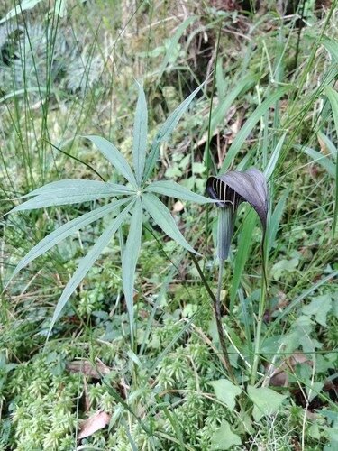Arisaema consanguineum (Tian Nan Xing) — photo