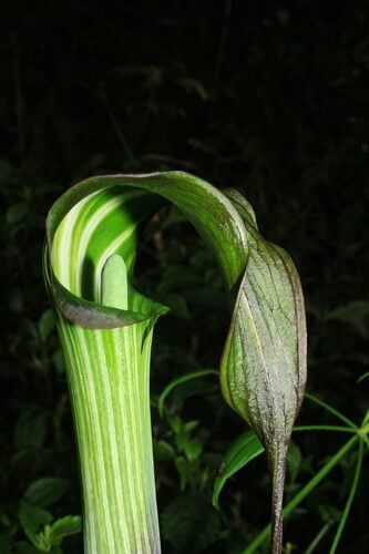 Arisaema consanguineum (Tian Nan Xing) — photo