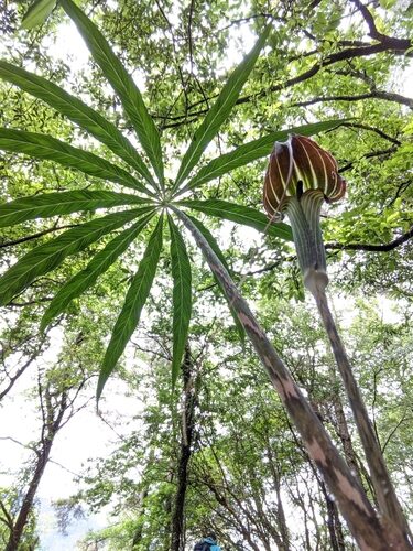 Arisaema consanguineum