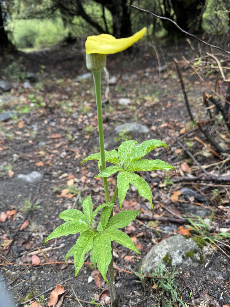 Arisaema flavum - (Forssk.)Schott. — photo