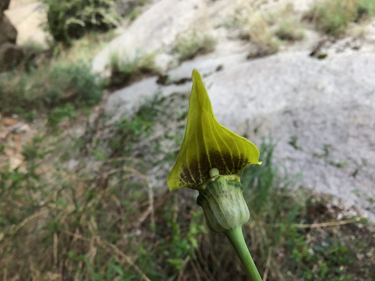 Arisaema flavum - (Forssk.)Schott. — photo