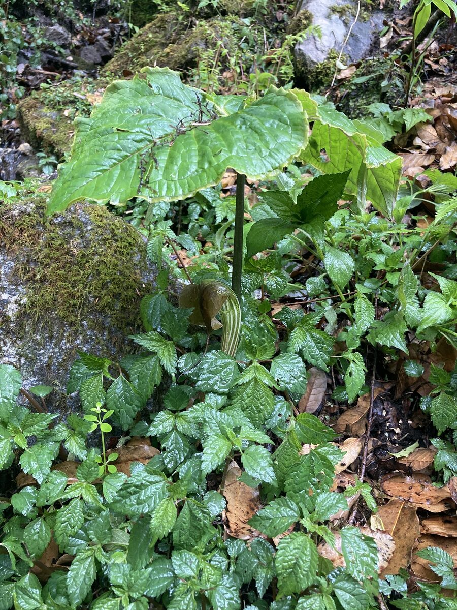 Arisaema utile — photo