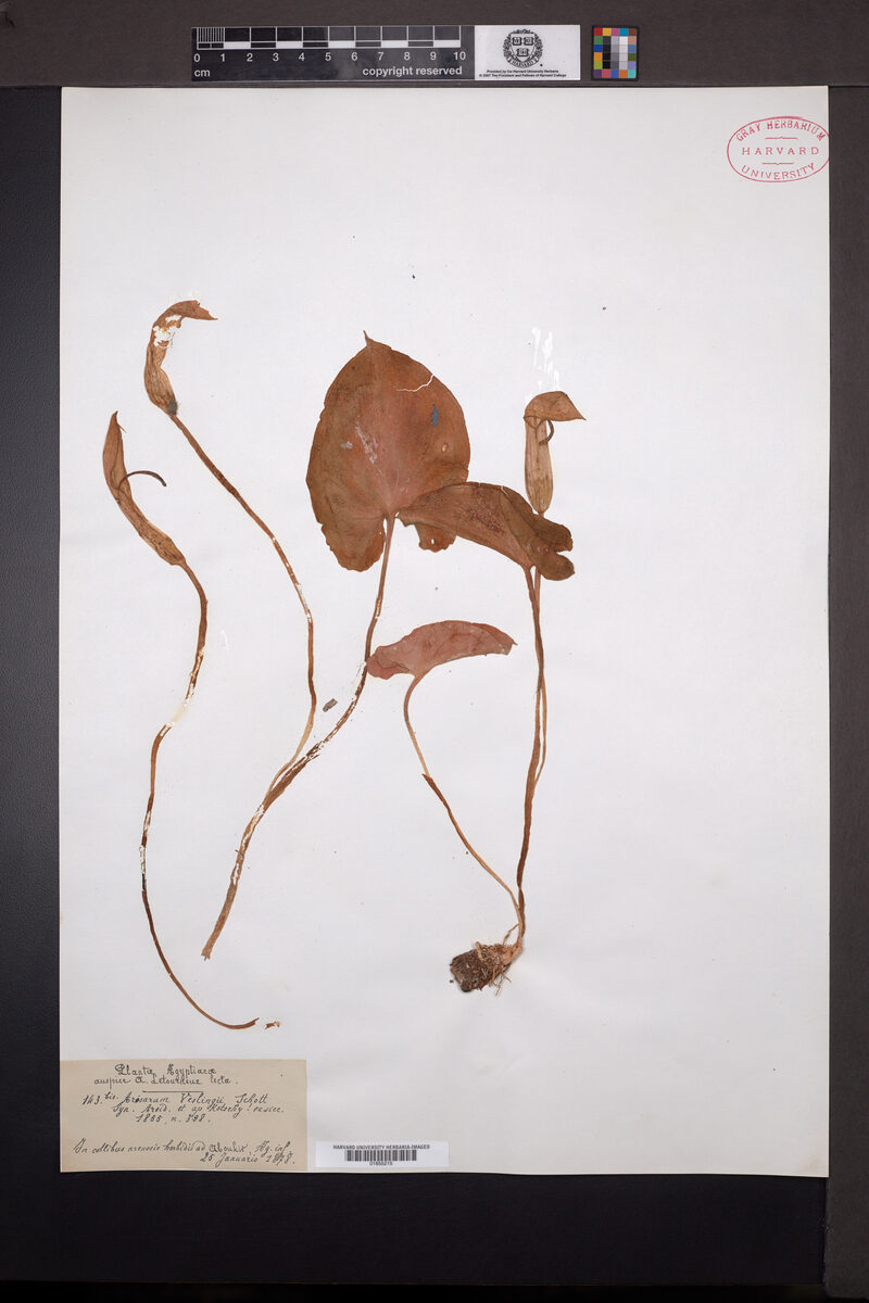 Arisarum vulgare var. veslingii