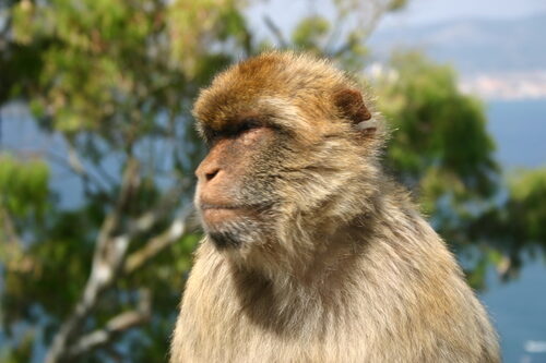 Arjona patagonica (Macachi) — photo