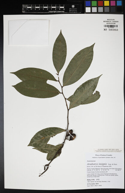Artabotrys insignis