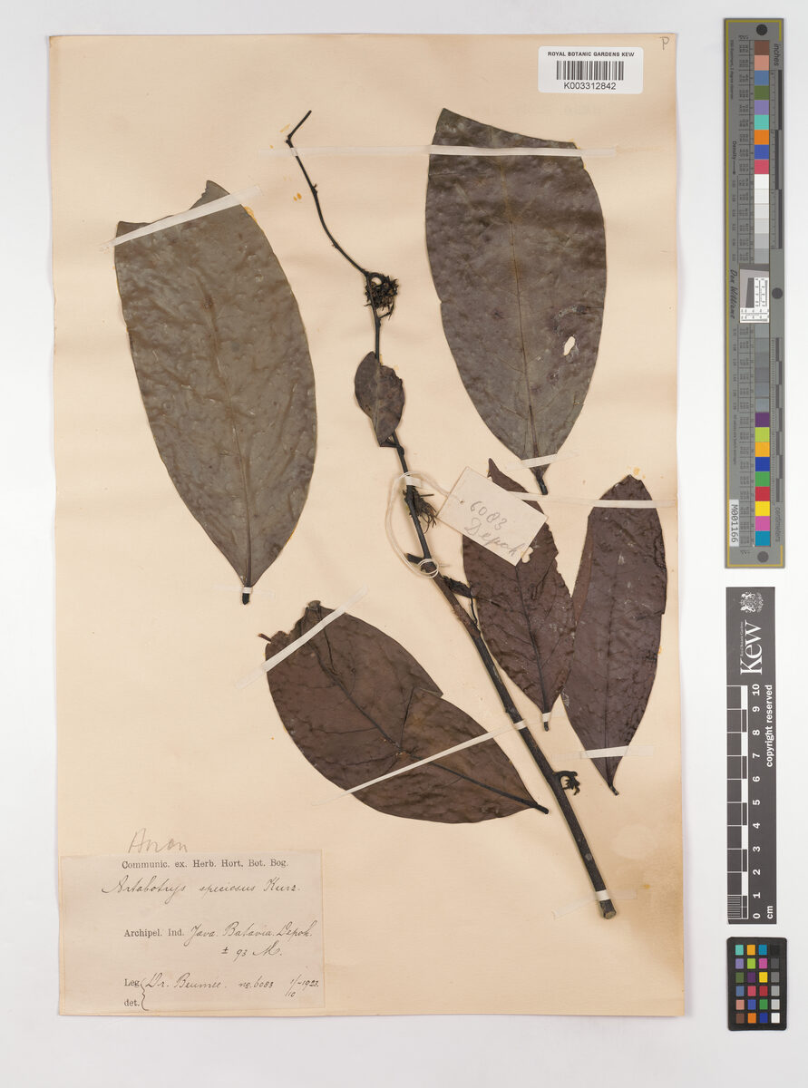 Artabotrys speciosus — photo