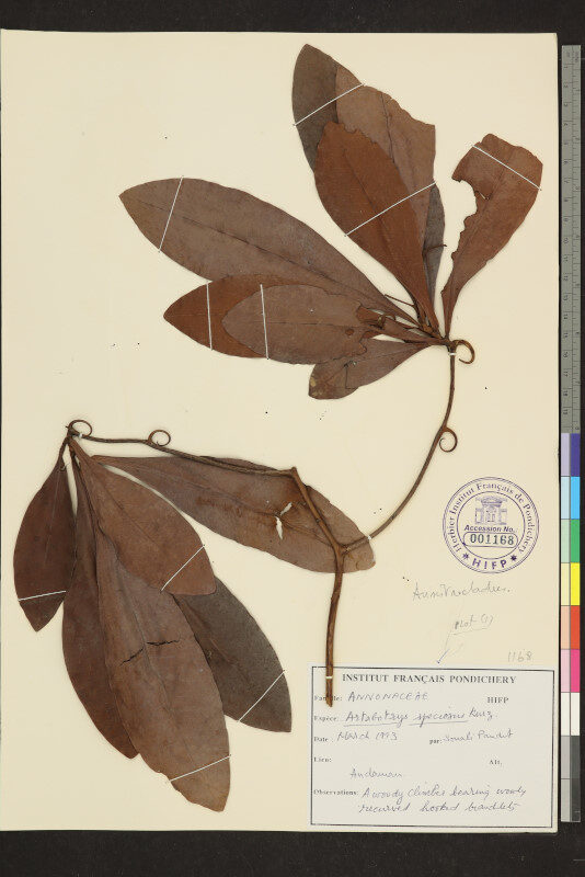 Artabotrys speciosus