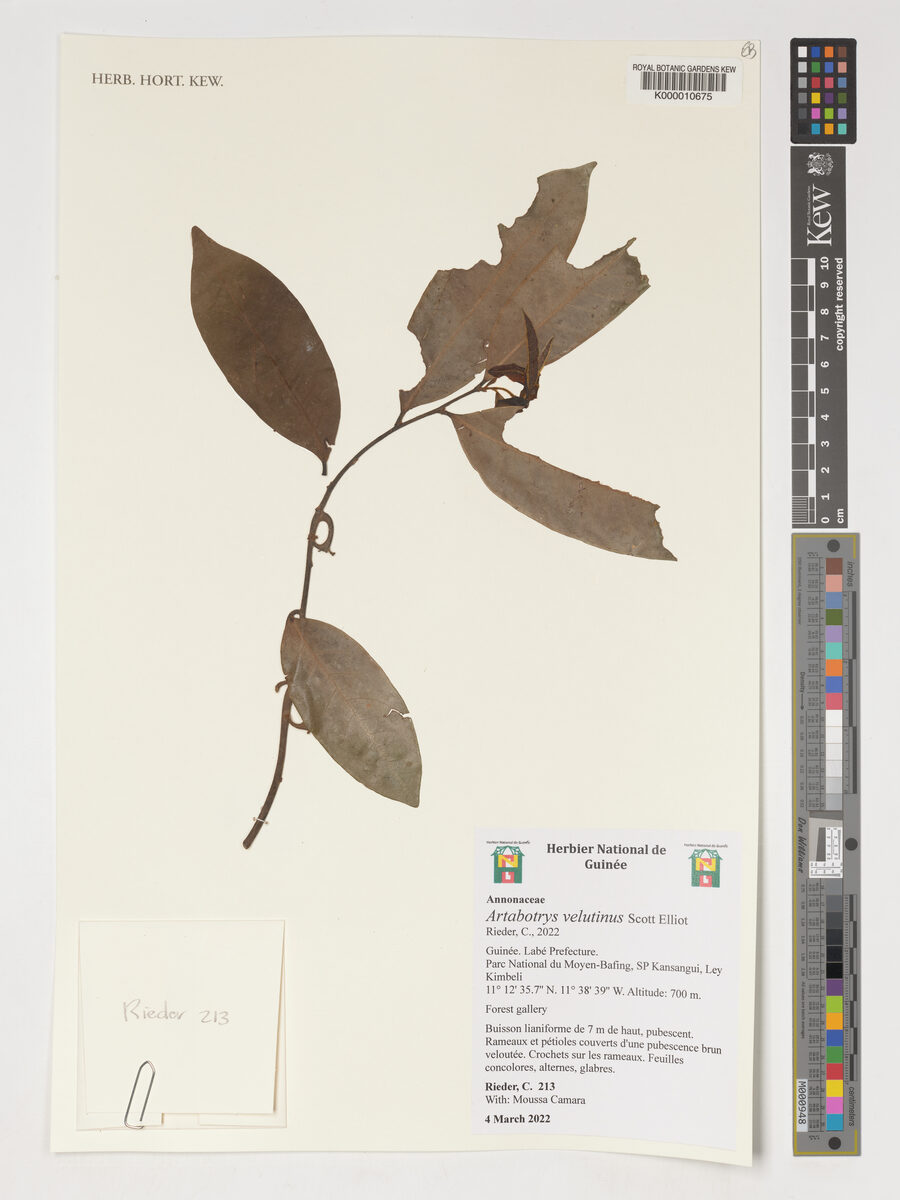 Artabotrys velutinus — photo