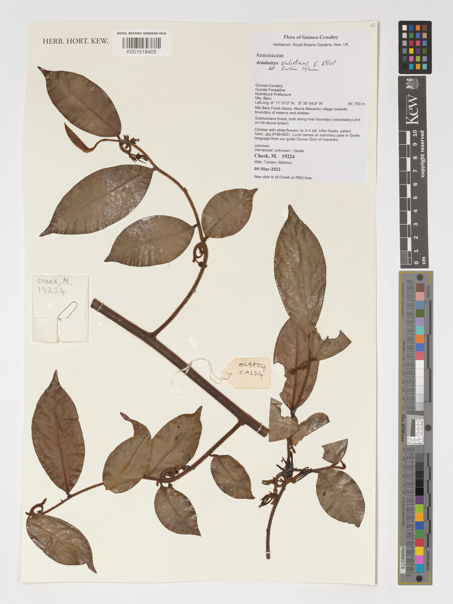 Artabotrys velutinus
