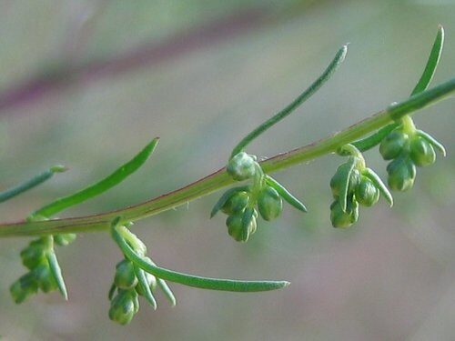 Artemisia campestris (Field Southernwood) — photo