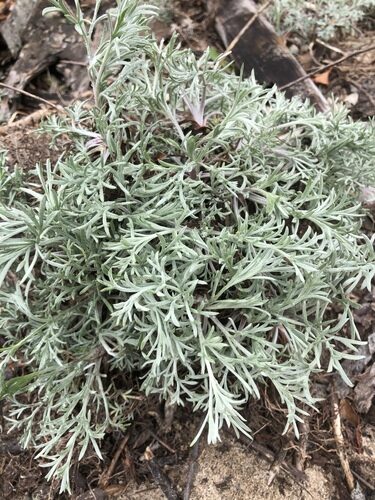 Artemisia campestris (Field Southernwood) — photo
