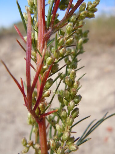 Artemisia campestris