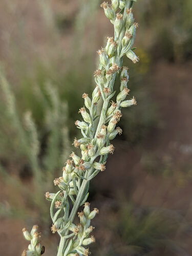 Artemisia carruthii (Carruth Wormwood) — photo