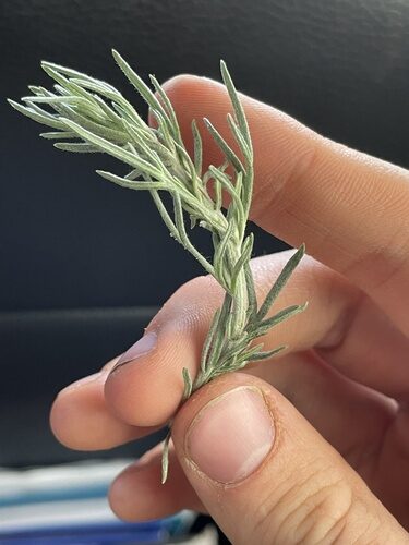 Artemisia carruthii (Carruth Wormwood) — photo