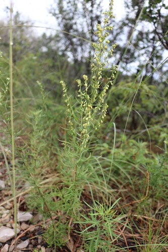 Artemisia carruthii