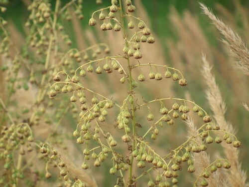 Artemisia caruifolia