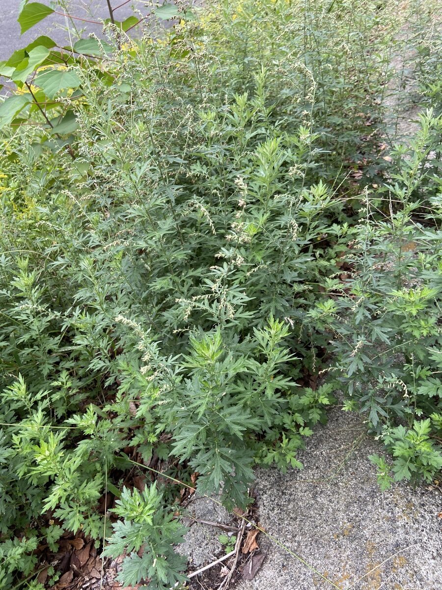 Artemisia indica var. maximowiczii (Japanese mugwort) — photo