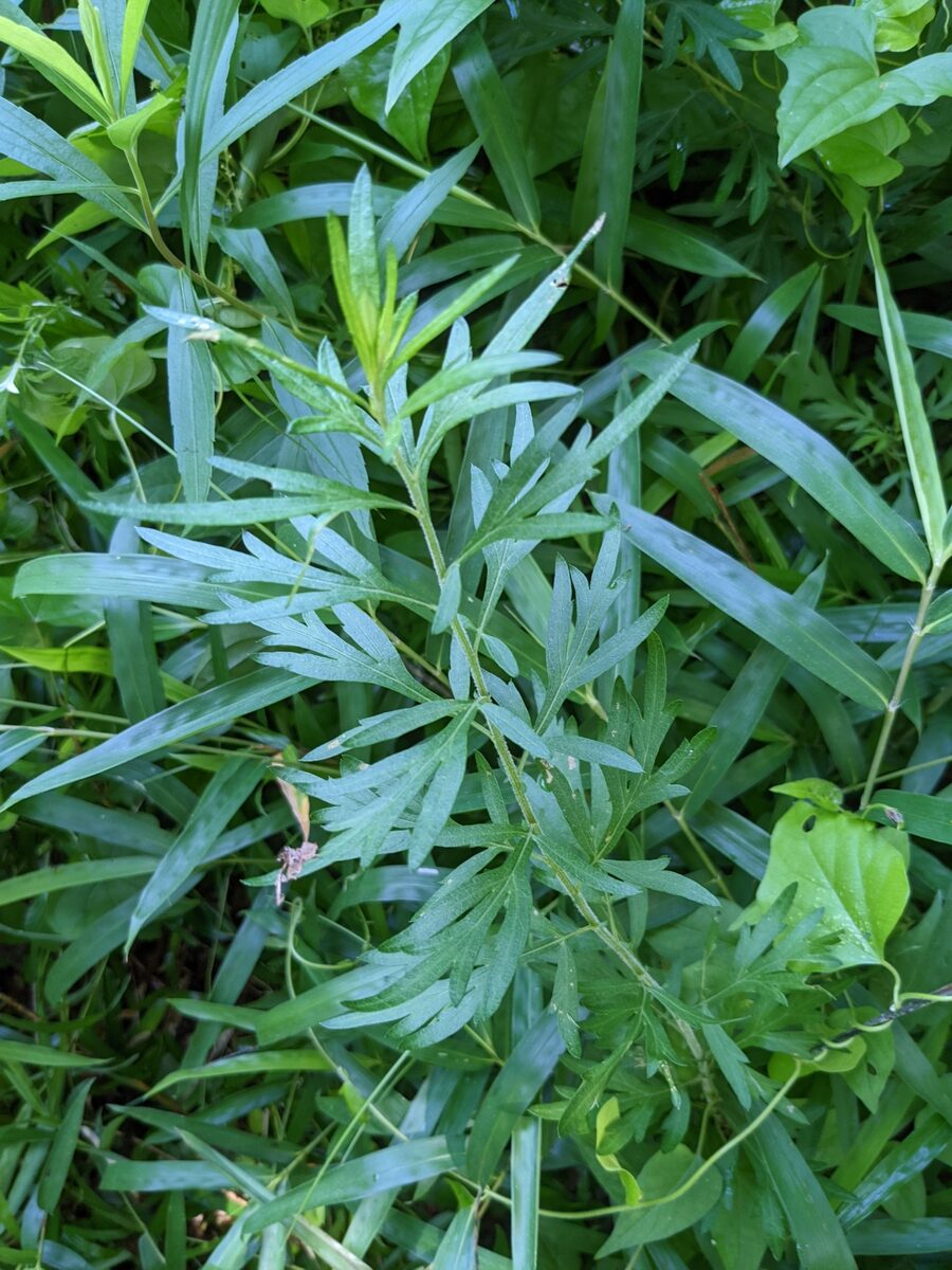 Artemisia indica var. maximowiczii (Japanese mugwort) — photo