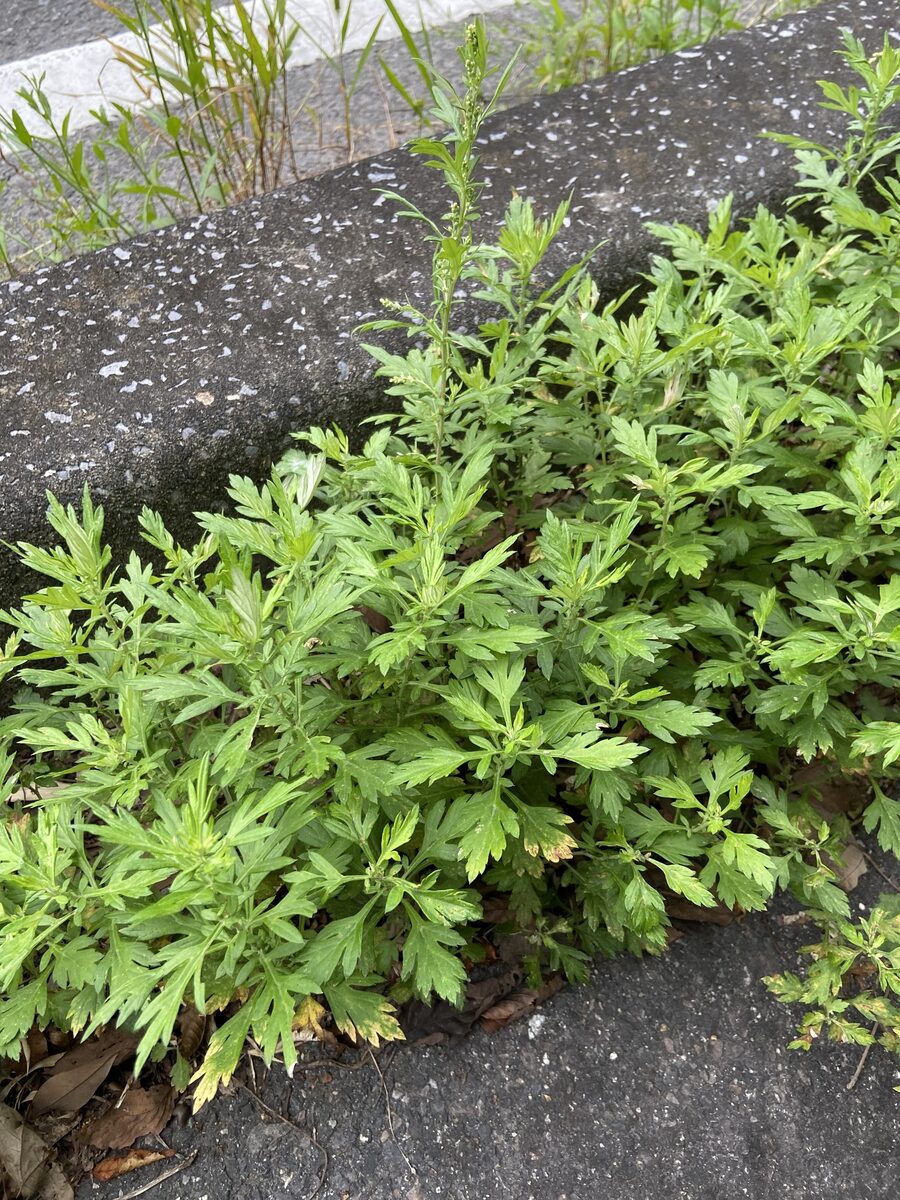 Artemisia indica var. maximowiczii
