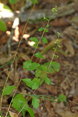 Artemisia keiskeana (Cotton thatch) — photo