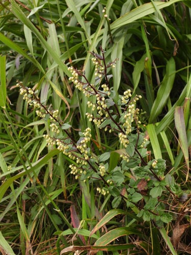 Artemisia keiskeana