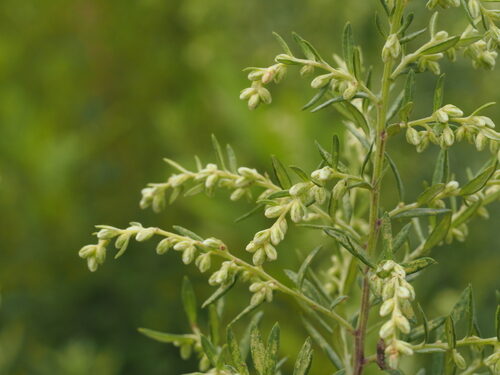 Artemisia lancea — photo