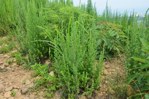 Artemisia lancea