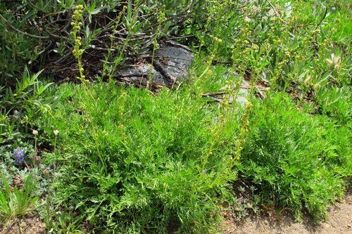Artemisia michauxiana (Mountain sagewort) — photo