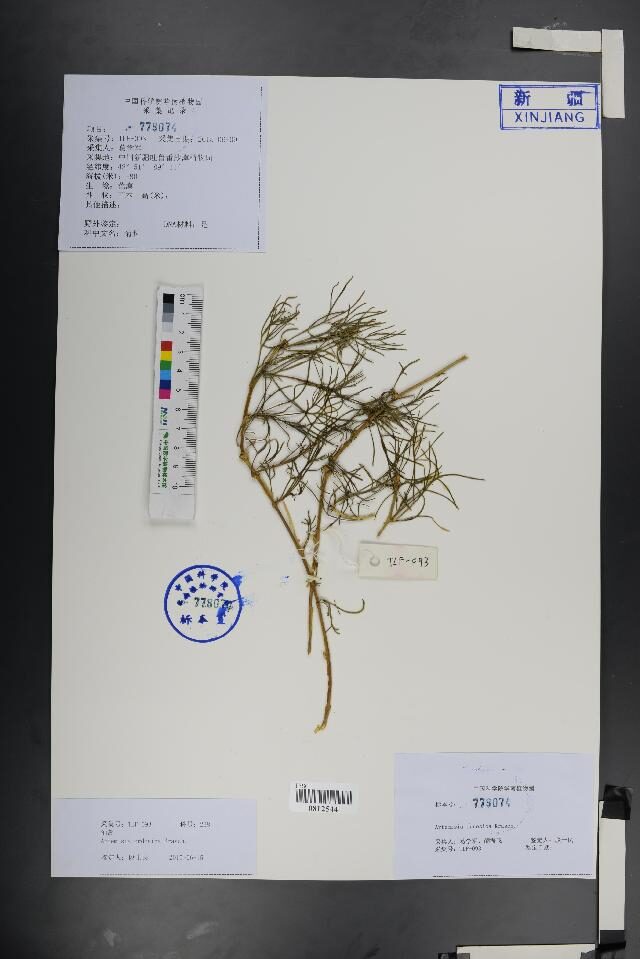 Artemisia ordosica — photo