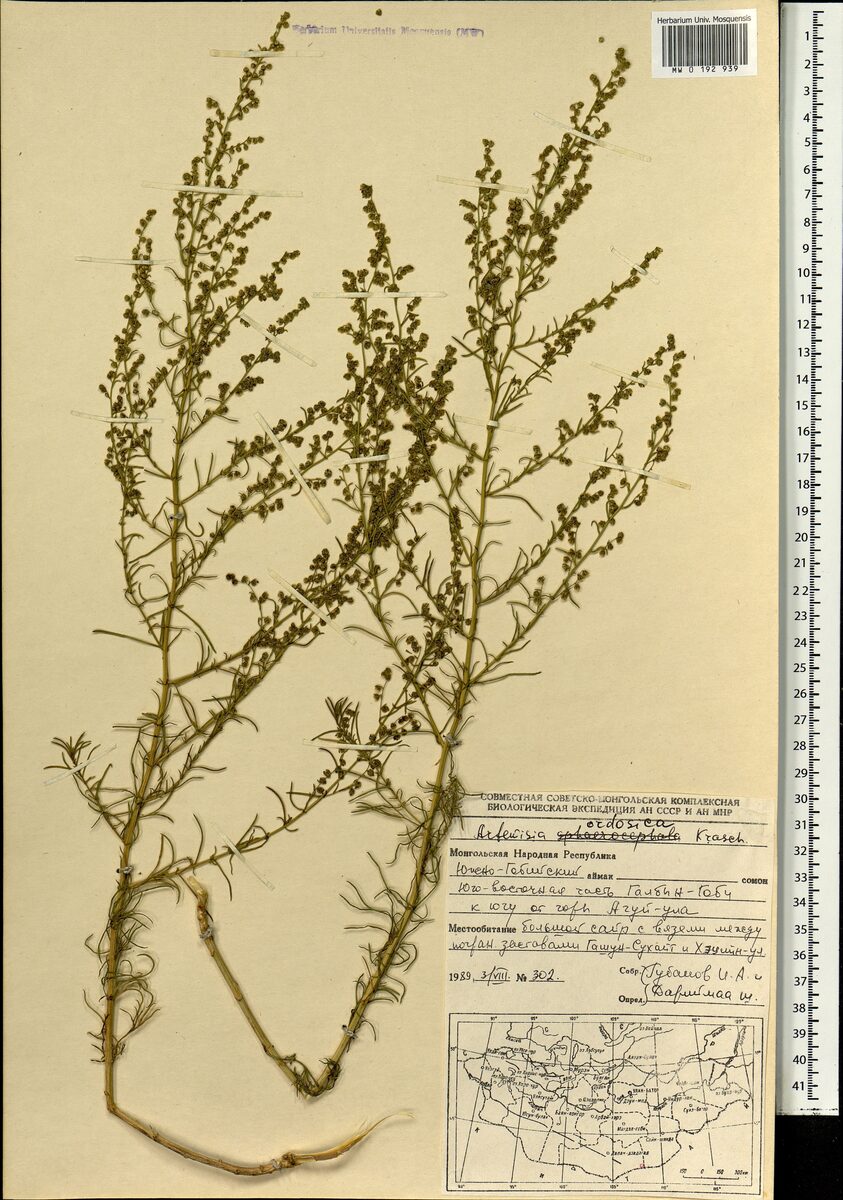 Artemisia ordosica — photo
