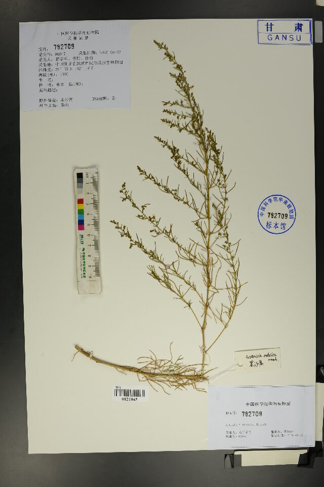 Artemisia ordosica
