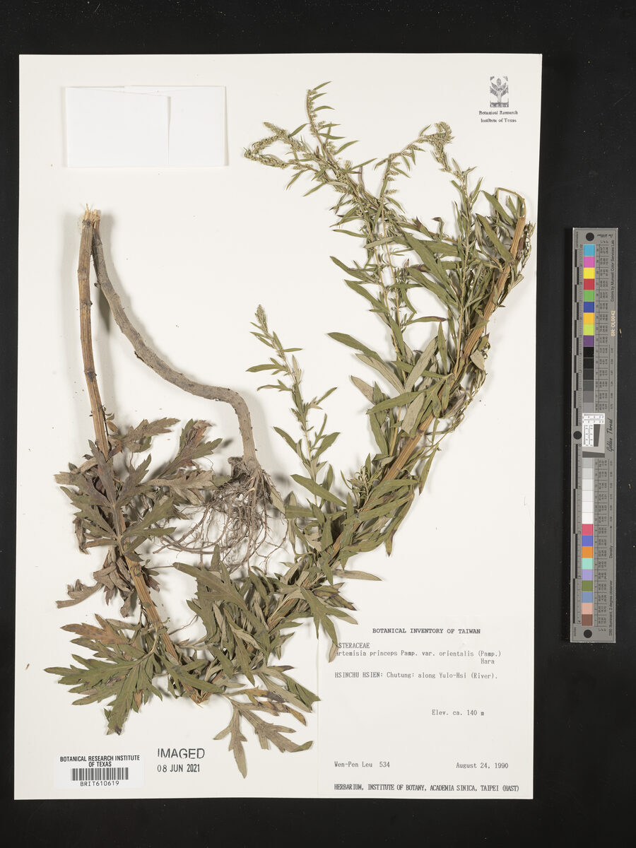 Artemisia princeps var. orientalis (Ssuk) — photo