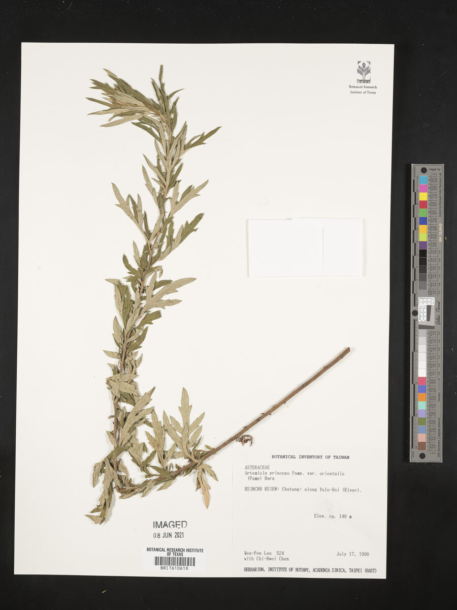 Artemisia princeps var. orientalis
