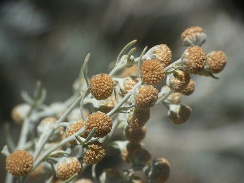 Artemisia schmidtiana (Sagebrush) — photo