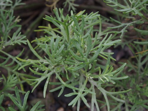 Artemisia schmidtiana (Sagebrush) — photo