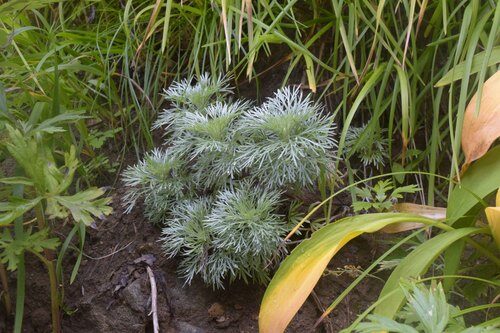 Artemisia schmidtiana