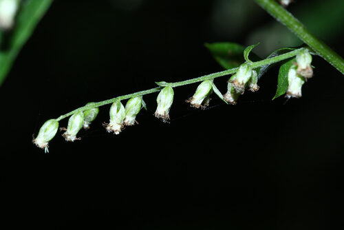 Artemisia sylvatica — photo