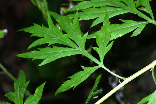 Artemisia sylvatica — photo
