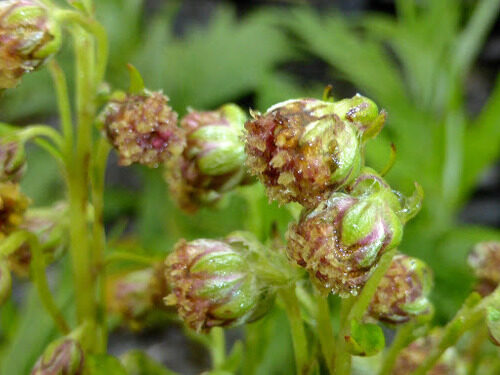 Artemisia tilesii (Wormwood) — photo