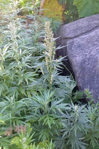 Artemisia tilesii