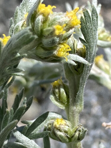 Artemisia umbelliformis (Alpine Wormwood) — photo