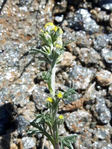 Artemisia umbelliformis (Alpine Wormwood) — photo