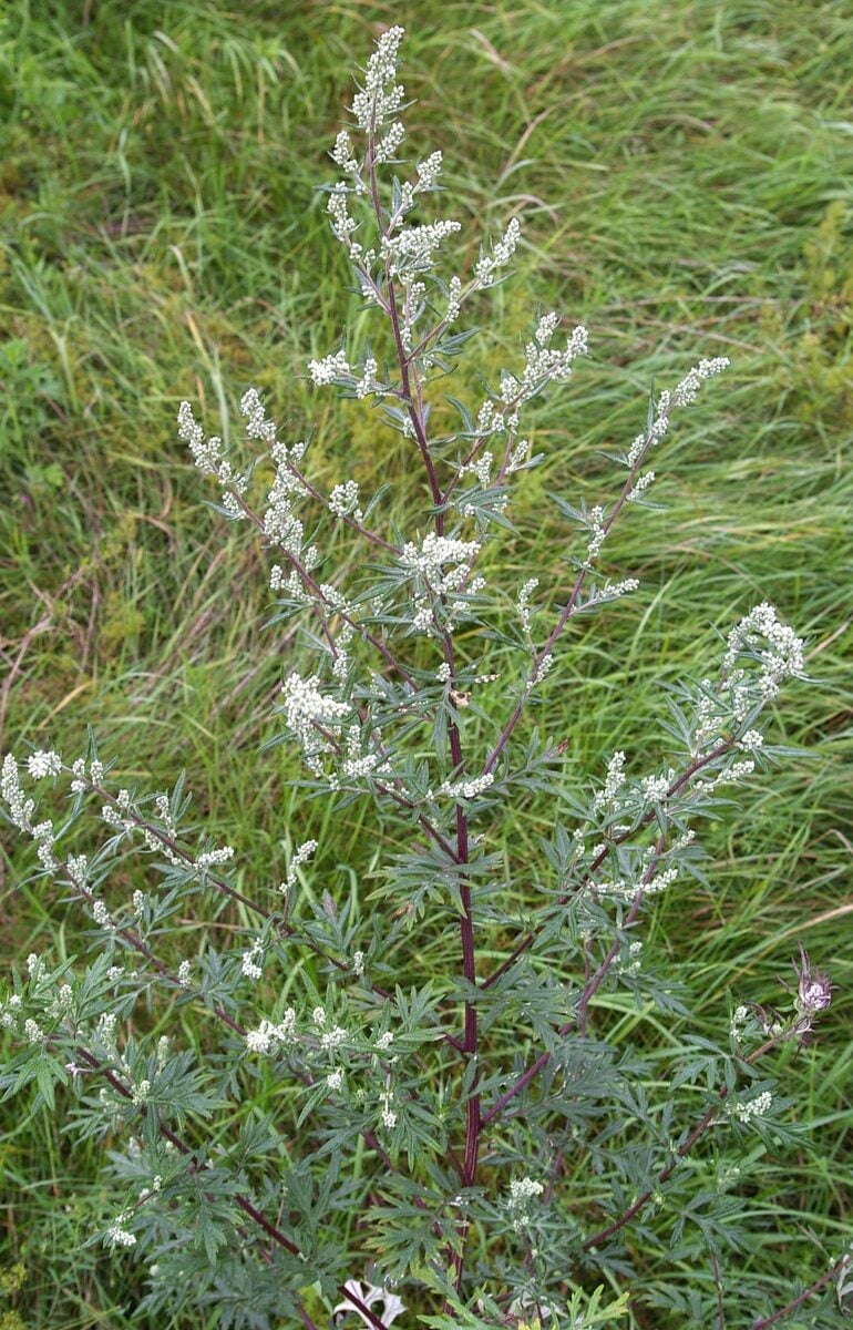 Artemisia vulgaris (Mugwort) — photo