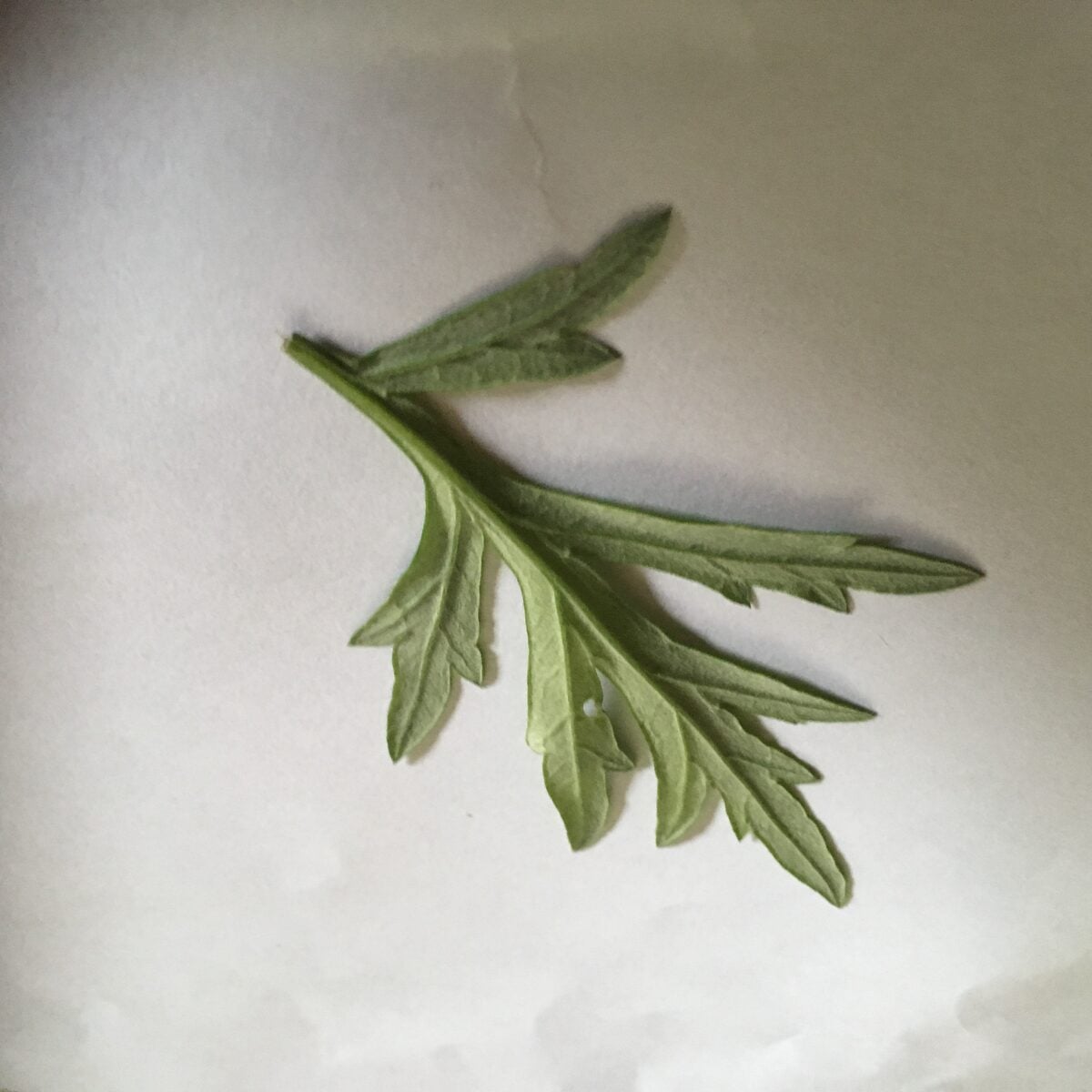 Artemisia vulgaris (Mugwort) — photo