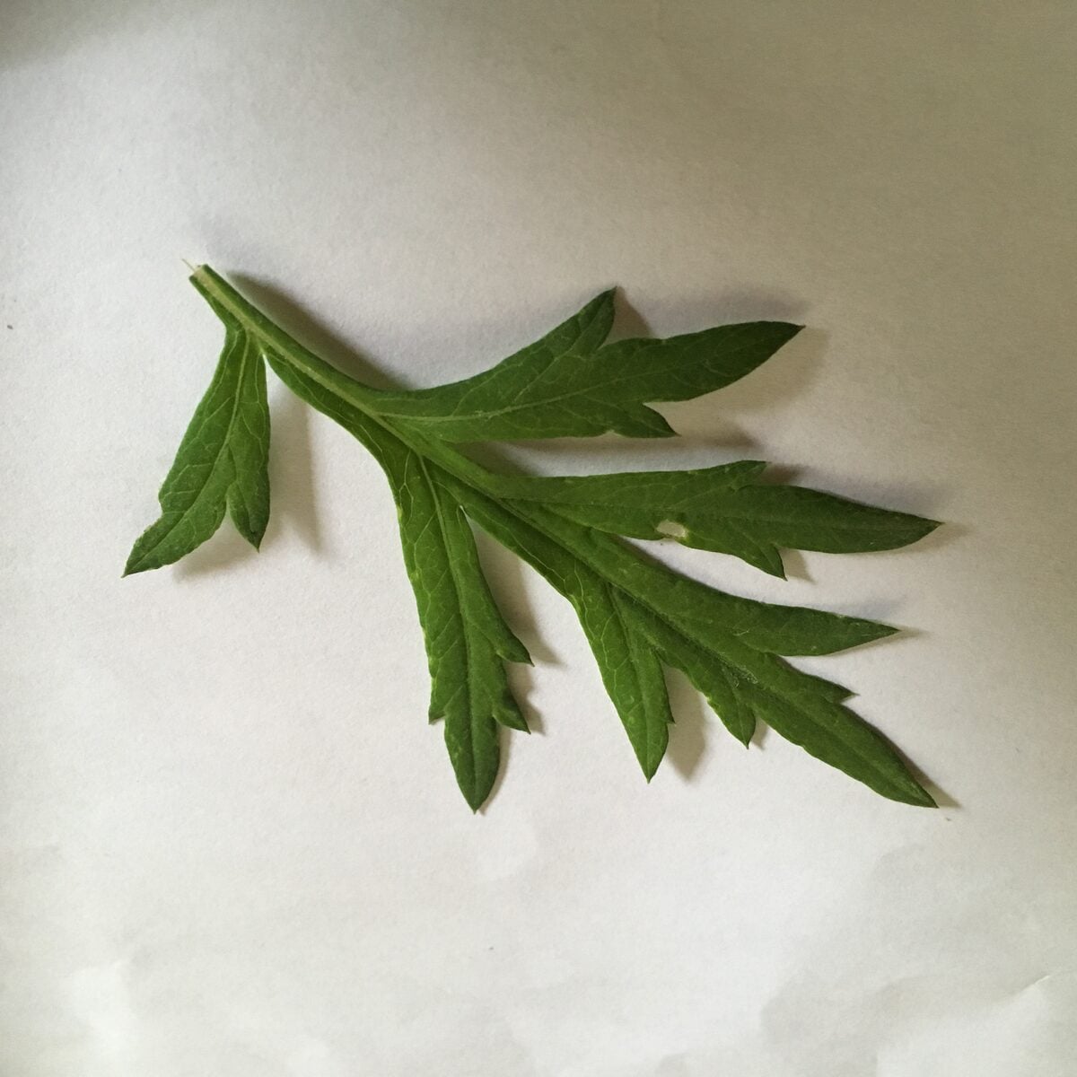 Artemisia vulgaris