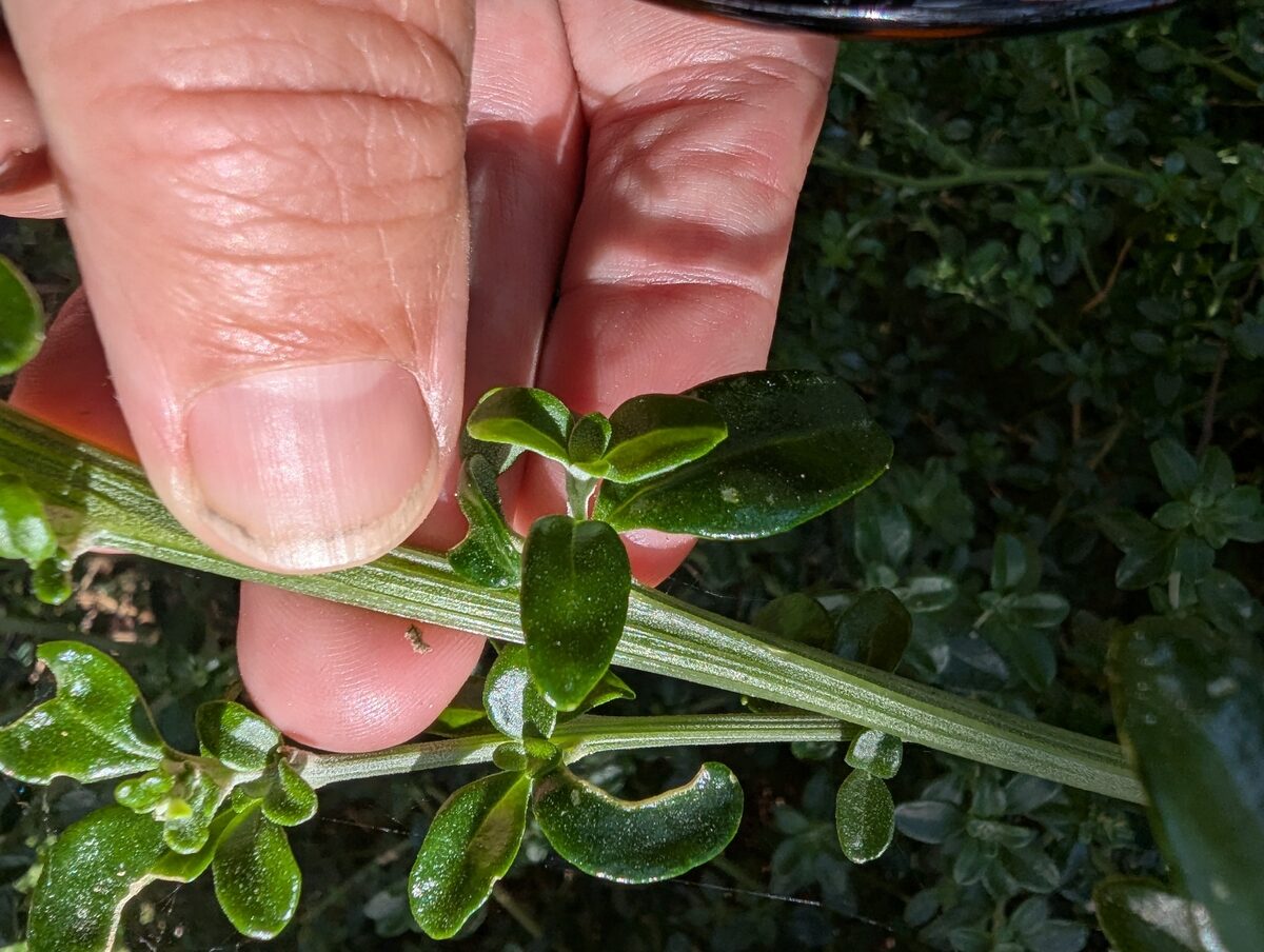 Arthrocnemum fruticosum - (L.)Moq.